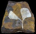 Fossil Ginkgo Leaves From North Dakota - Paleocene #59007-1